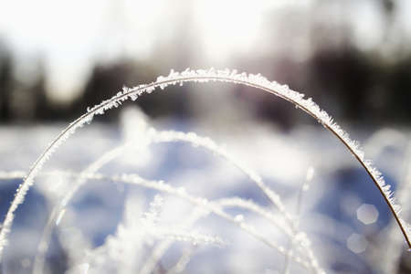 Backlit shot of frozen grass blade in early winter.の写真素材