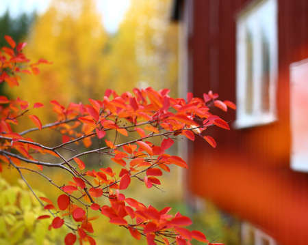 Red leaves and red house in Swedish autumn.の写真素材