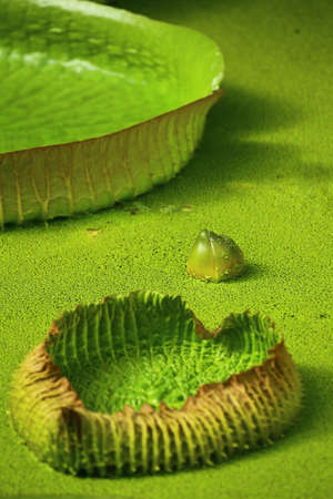 Giant floating leaves and flower bud of the water lily Victoria amazonica.の写真素材
