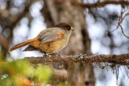 Curious Siberian jay (Perisoreus infaustus) sitting on a twig.の写真素材