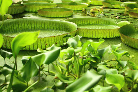 Giant floating leaves of the water lily Victoria amazonica.の写真素材