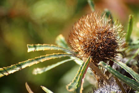 Ripe flower head of the tennis ball banksia (Banksia laevigata).の写真素材