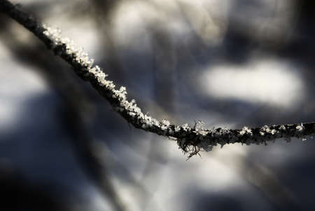 Close up of snow flakes and ice crystals on a twig.の写真素材