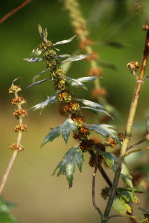 Leonurus cardiaca, also known as motherwort, a traditional medicinal herb.の写真素材