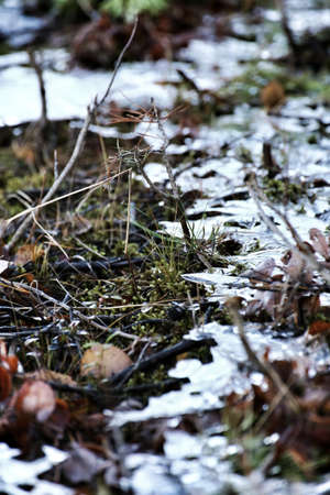 Close up of frozen ice structures in the beginning of winter.の写真素材