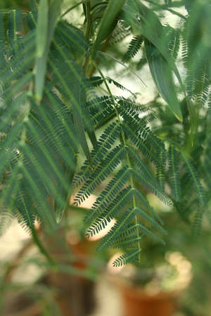 Pinnate leaves of Acacia melanoxylon, the Australian Blackwood.の写真素材