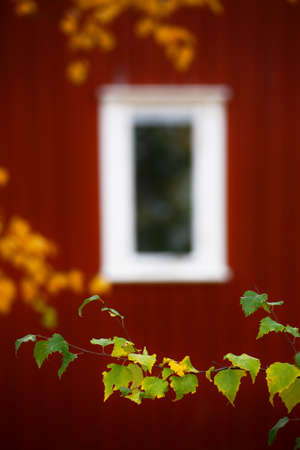 Birch leaves in front of Swedish house in autumn.の写真素材