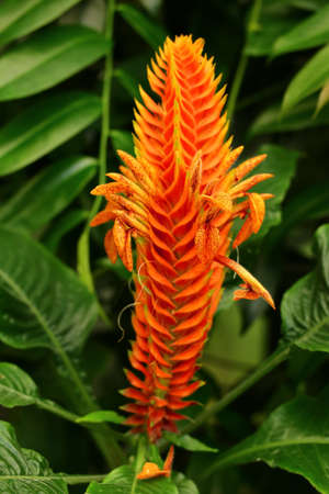 Beautiful flowers of the tropical plant Aphelandra flava.