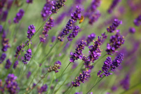 Purple lavender blossoms in late summer sunlight.の写真素材