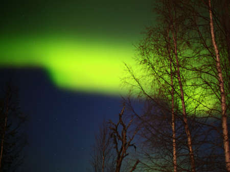 Intense northern lights behind a group of birches.の写真素材