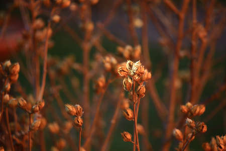 Fruits of rose mallow (Hibiscus syriacus) in winter sunlight.の写真素材