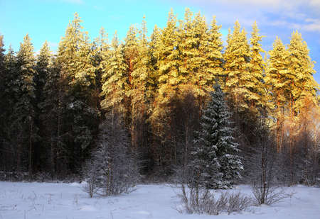 Low sun on treetops in Swedish winter.の写真素材