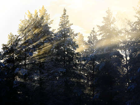 Sunbeams on a misty morning in the forest.の写真素材