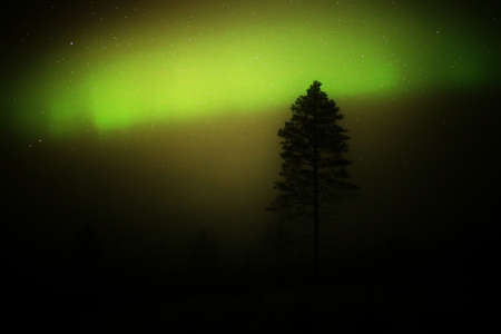 Northern lights behind a tree silhouette on a misty day in lapland.の写真素材