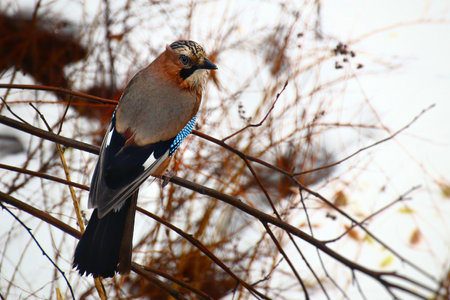 Eurasian jay (Garrulus glandarius) sitting on a twig in winter.の写真素材