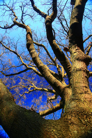 Conceptual upward shot of a bare tree and blue sky.の写真素材