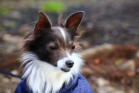 Portrait of a cute mixed breed dog.の写真素材