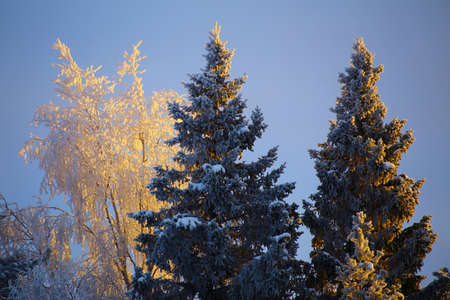 Three illuminated trees in the winter sunlight.の写真素材