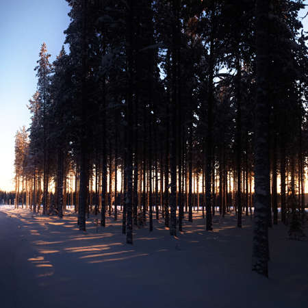 Sunset in nordic winter landscape with pine forest.の写真素材