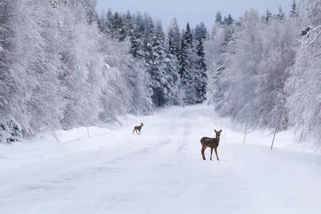 Two roe deer (Capreolus capreolus) on a snowy winter road.の写真素材