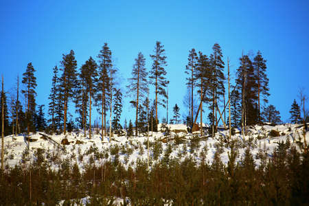 Winter sunlight on a small mountain in Swedish Lapland.の写真素材