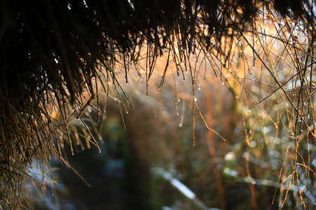 Under a wet shrub with water drops.の写真素材