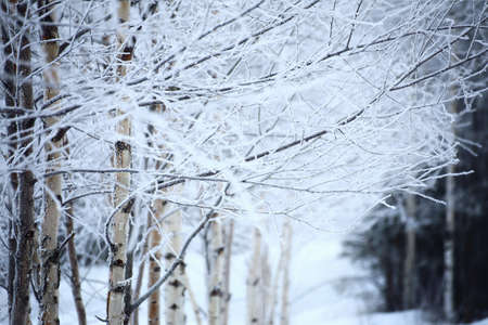Row of frosted birch trees in winter.の写真素材