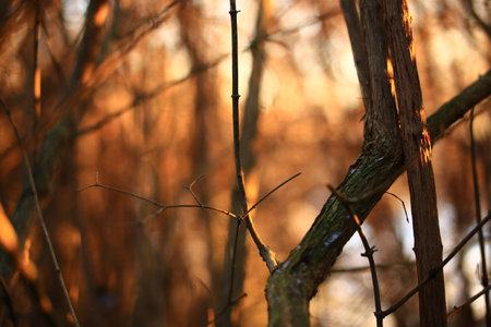 A thicket in the warm sunset light.の写真素材
