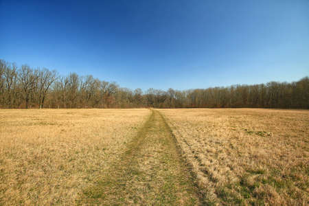 Small dirt road over a dry meadow in early spring.の写真素材