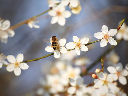 Fresh blossoms of the cherry plum (Prunus cerasifera) with a bee.