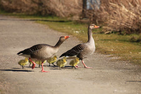 Cute greylag goose family walking over path.