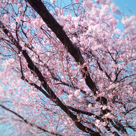 Beautiful pink blossoms of the Japanese cherry (Prunus serrulata).