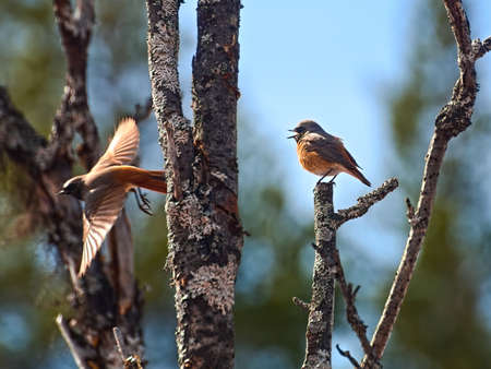 Common redstart (Phoenicurus phoenicurus) perched and in flight.