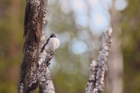 European pied flycatcher (Ficedula hypoleuca) sitting in a dead tree.の写真素材