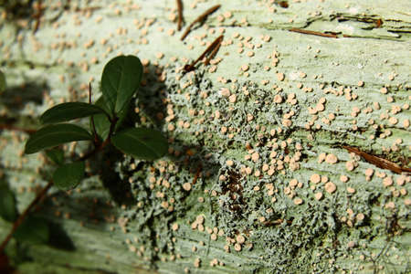 Rotting wood covered in the lichen species Icmadophila ericetorum.の写真素材