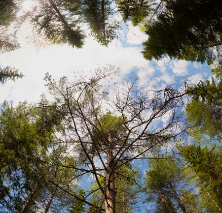 Upward view of a mighty pine in the Swedish forest.の写真素材