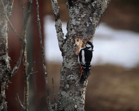 Great spotted woodpecker (Dendrocopos major) at a dead tree.の写真素材