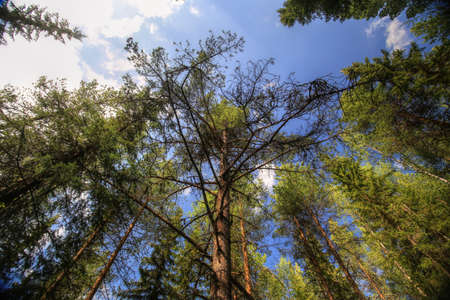 Upward view of a mighty pine in the Swedish forest.