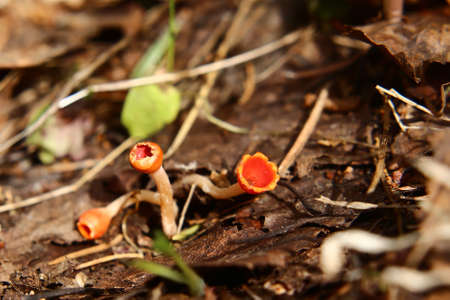 A group of Microstoma protractum fungi growing on the forest ground.の写真素材