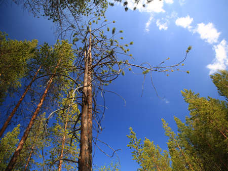The ormtall (lit. "snake pine") of Gallejaur, a very rare variety of the Scotch pine (Pinus sylvestris), listed as natural monument in Sweden.の写真素材