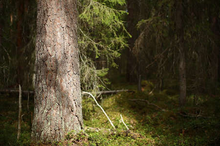 Trunk of a spruce in a dense forest with light and shadow.の写真素材