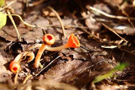 A group of Microstoma protractum fungi growing on the forest ground.の写真素材