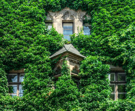Overgrown facade of an old building in sunlight.の写真素材
