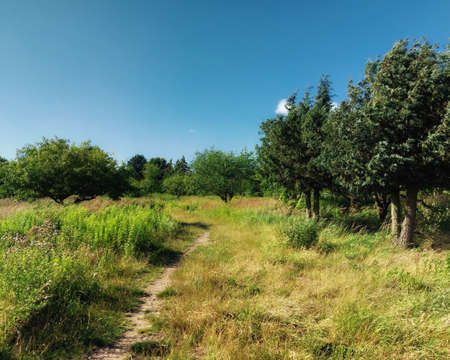 Path through a wild orchard in summer.の写真素材