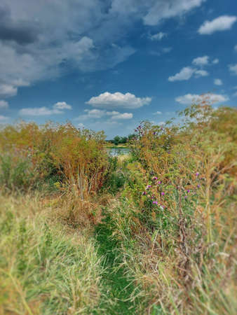 Looking to Elbe river through dense vegetation.の写真素材