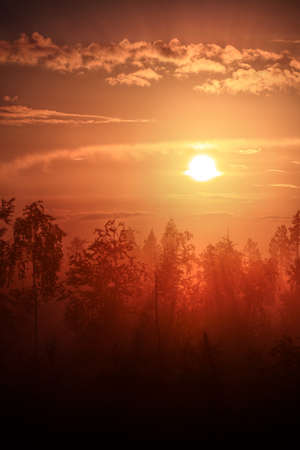 Misty sunset over a mysterious forest silhouette.の写真素材