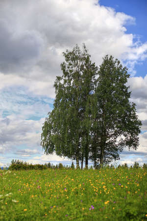 Group of birches on scenic meadow in Swedish summer.の写真素材