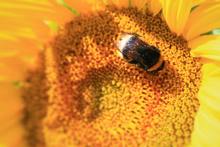 Macro of sunflower with bumblebee (large earth bumblebee - Bombus terrestris) in summer.