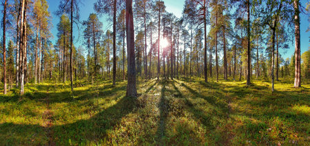 Pine forest panorama in northern Sweden in the nature reserve Borup.の写真素材
