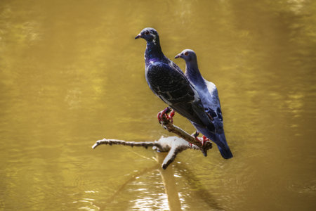 Two pidgeons (Columba livia) sitting on a branch in a lake.の写真素材